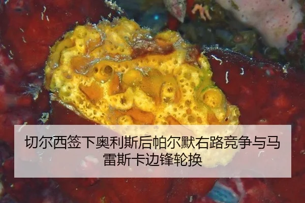 切尔西签下奥利斯后帕尔默右路竞争与马雷斯卡边锋轮换